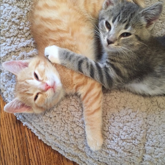 Hi! ๐๐ผIโm Katt. Offers always welcome! ๐ค - Picture 7 of 16